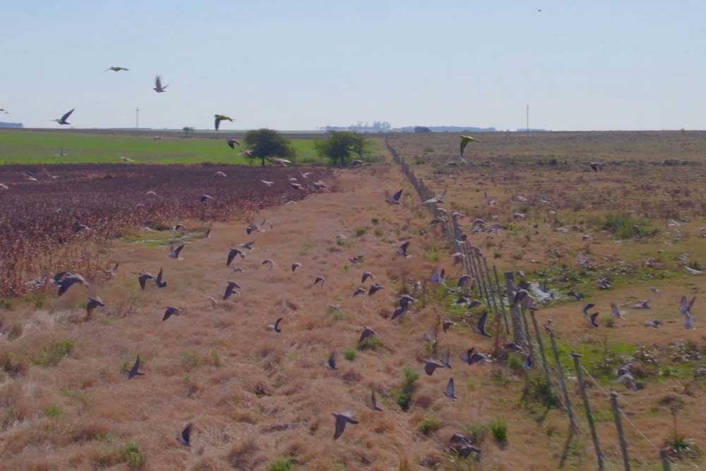 The Ultimate Guide to Summer Dove Hunting in Uruguay: Unveiling Premium Wing Shooting
